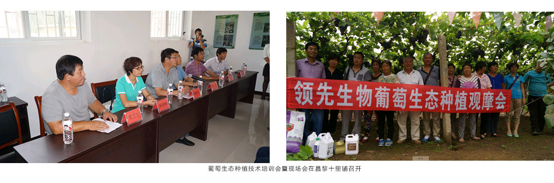 太阳成城集团公司在昌黎十里铺召开葡萄生态种植技术培训会暨现场会