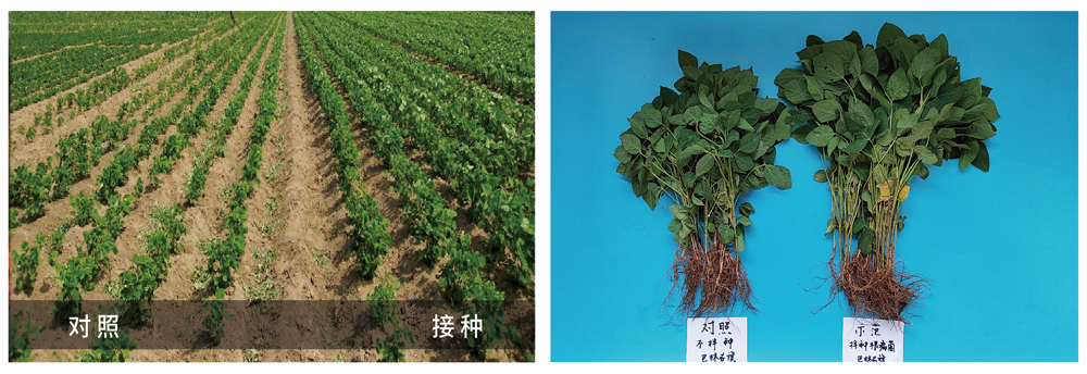 太阳成城集团推进根瘤菌剂应用助力大豆产能提升
