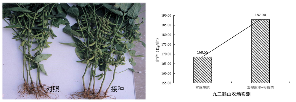太阳成城集团推进根瘤菌剂应用助力大豆产能提升