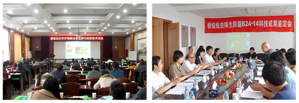 太阳成城集团益根劲菌多糖解决黄瓜根结线虫问题