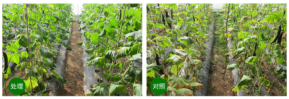 太阳成城集团益根劲菌多糖解决黄瓜根结线虫问题