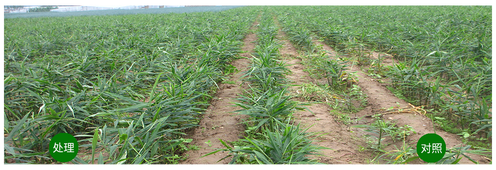 太阳成城集团运用生物技术消灭“毒大姜”育出健康大姜