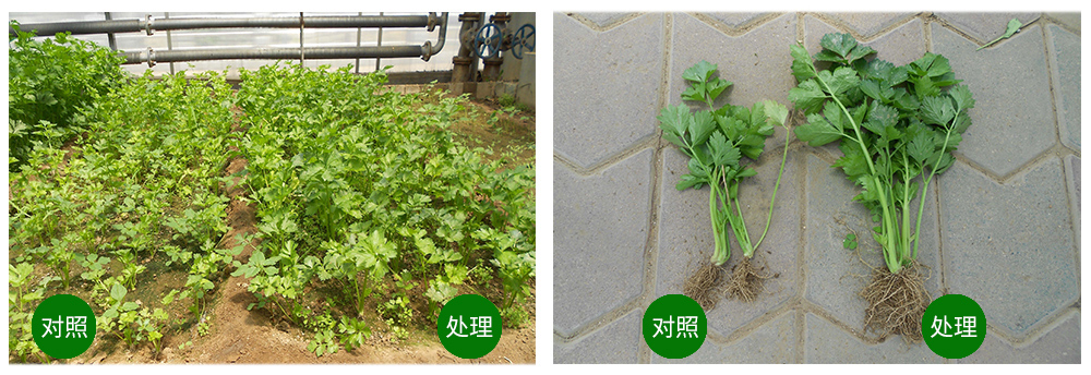 太阳成城集团海葆素让作物“吃”上深海新营养