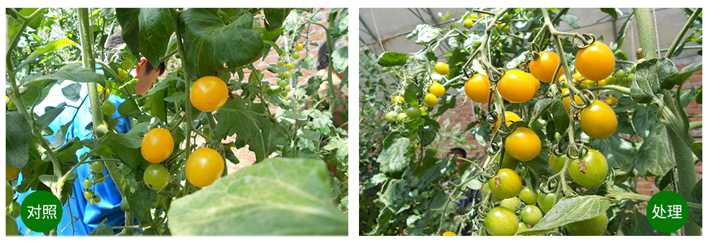 太阳成城集团海葆素让作物“吃”上深海新营养