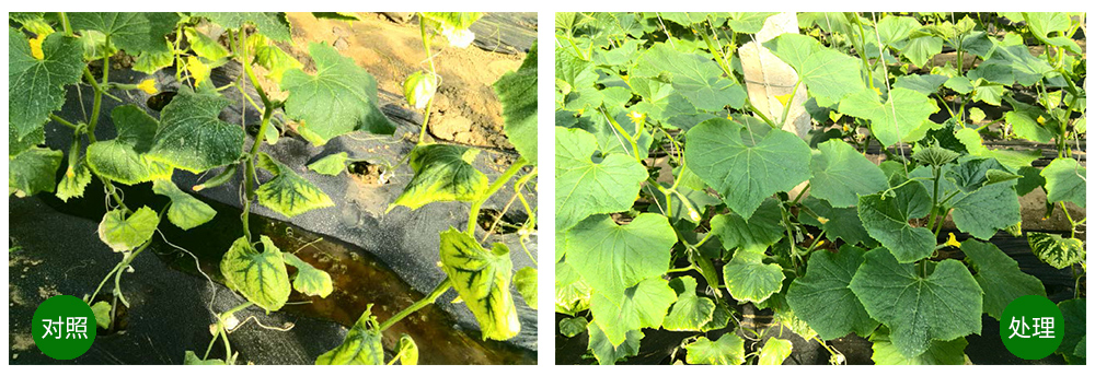 太阳成城集团海葆素让作物“吃”上深海新营养