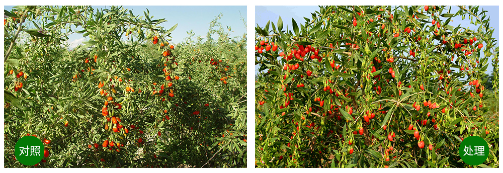 太阳成城集团“海藻+氮磷钾+腐植酸”让果树旺起来