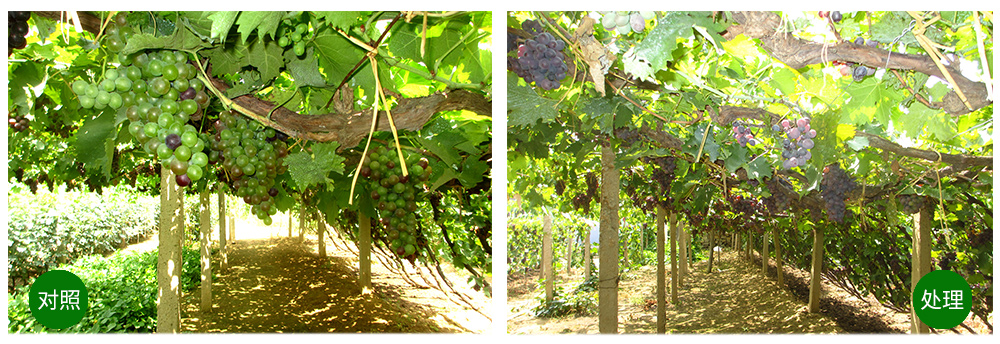 太阳成城集团“海藻+氮磷钾+腐植酸”让果树旺起来